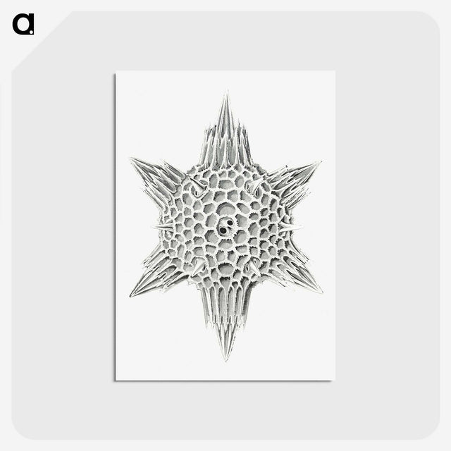 3-25_Ernst-Haeckel_postcard