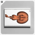 3-25_Ichtyologie-ou-Histoire-naturelle_canvas