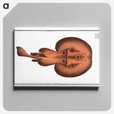 3-25_Ichtyologie-ou-Histoire-naturelle_canvas