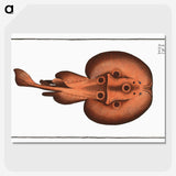 3-25_Ichtyologie-ou-Histoire-naturelle_picture-crop
