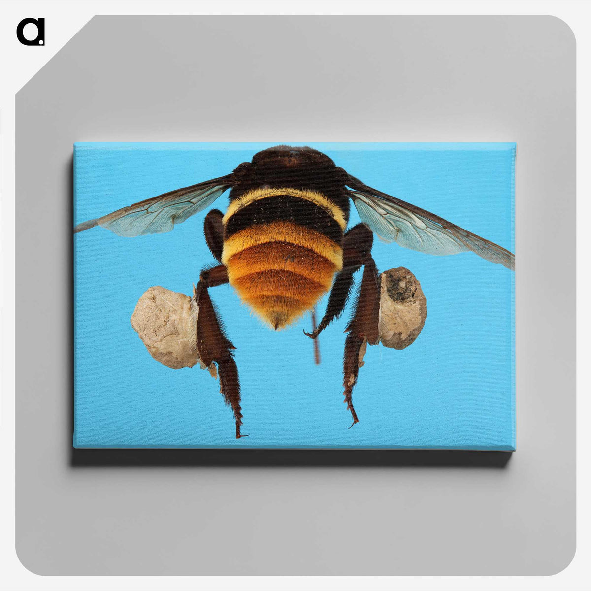 3-25_Insects-Unlocked-Project_canvas