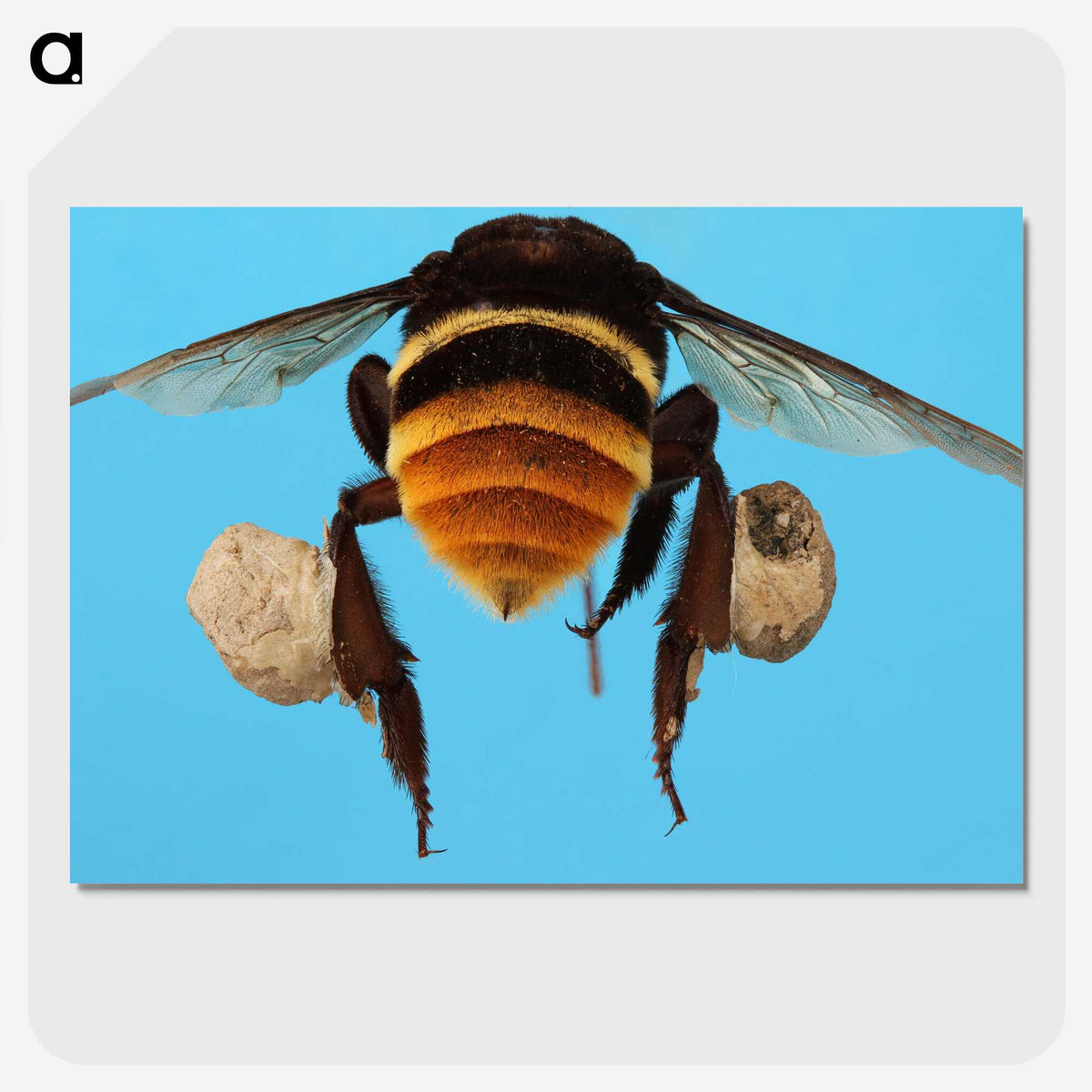 3-25_Insects-Unlocked-Project_picture-crop