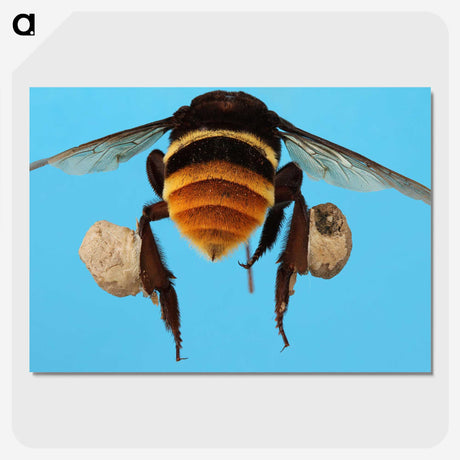 3-25_Insects-Unlocked-Project_picture-crop