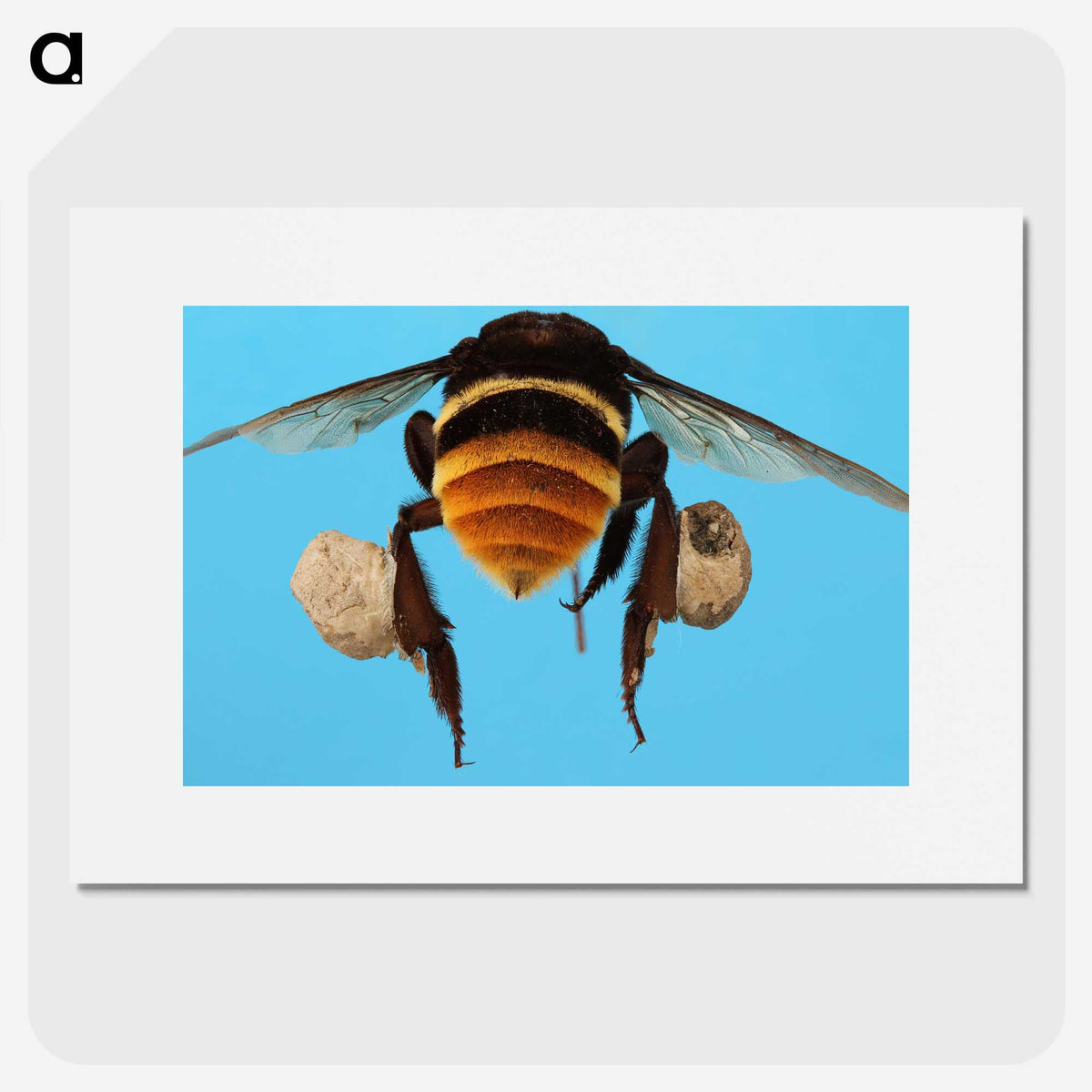 3-25_Insects-Unlocked-Project_picture