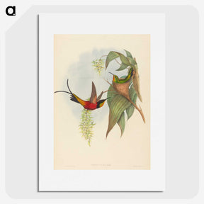 3-25_John-Gould_picture