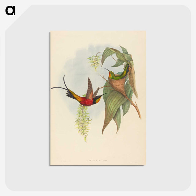 3-25_John-Gould_postcard