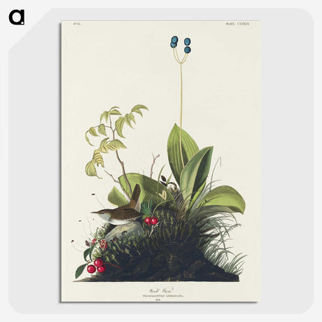 3-25_John-James-Audubon_picture-crop