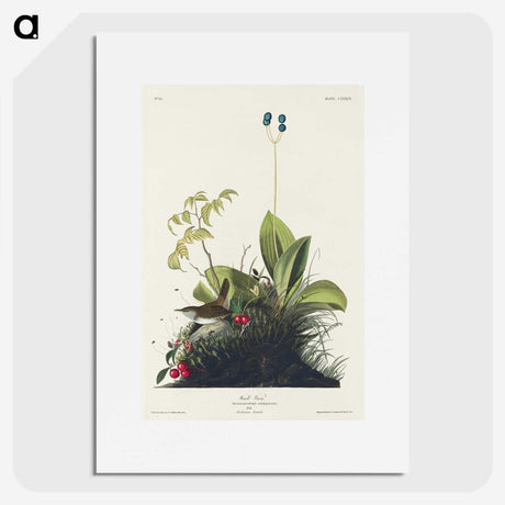 3-25_John-James-Audubon_picture