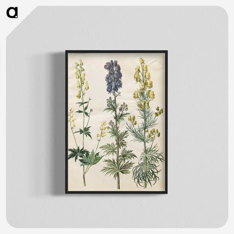 3-25_Maria-Sibylla-Merian_blk-crop