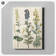 3-25_Maria-Sibylla-Merian_canvas