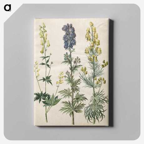 3-25_Maria-Sibylla-Merian_canvas