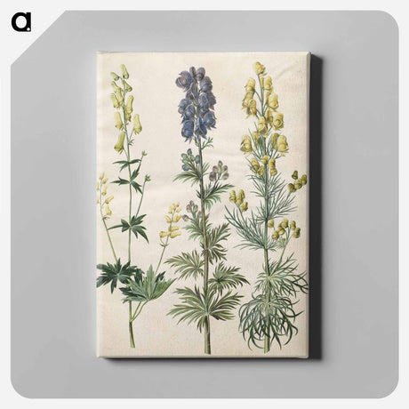 アートパネル-Aconitum
 - マリア ジビーラ メーリアン Canvas.