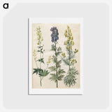 アートポストカード-Aconitum
 - マリア ジビーラ メーリアン Postcard.