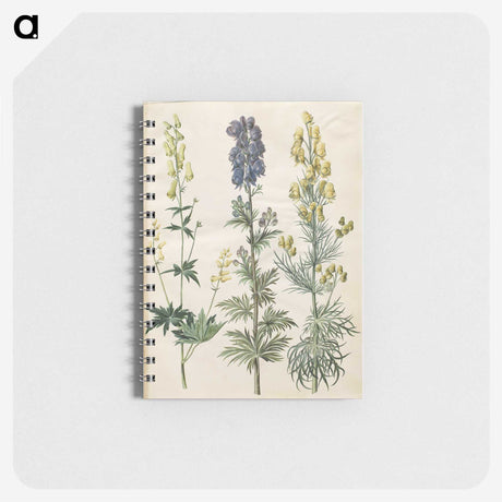 3-25_Maria-Sibylla-Merian_memo