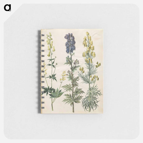 アートメモ帳-Aconitum
 - マリア ジビーラ メーリアン Memo.