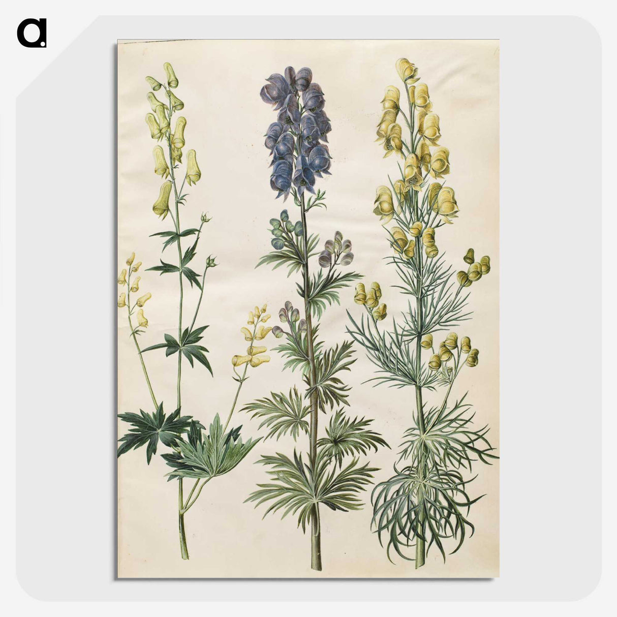 3-25_Maria-Sibylla-Merian_picture-crop