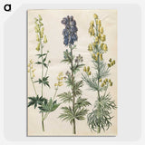 3-25_Maria-Sibylla-Merian_picture-crop