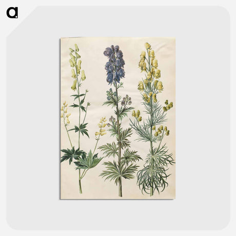 アートポストカード-Aconitum
 - マリア ジビーラ メーリアン Postcard.