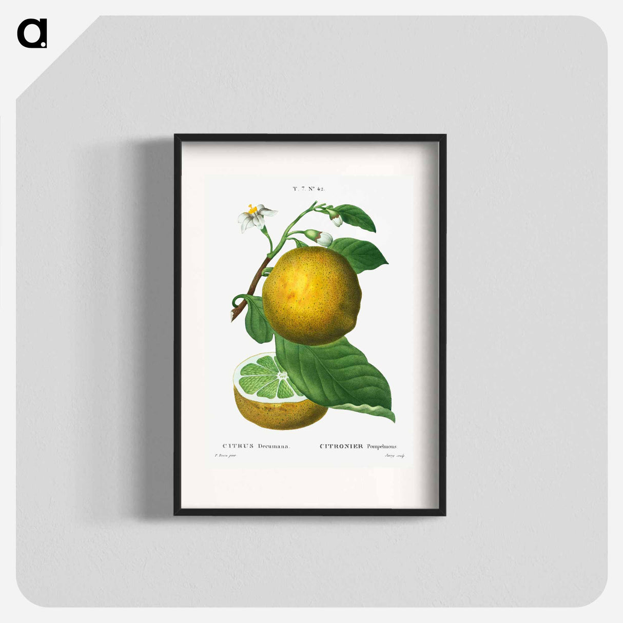 Grapefruit, Citrus decumana - ピエール ジョゼフ ルドゥーテ Poster.