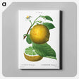 アートパネル-Grapefruit, Citrus decumana - ピエール ジョゼフ ルドゥーテ Canvas.