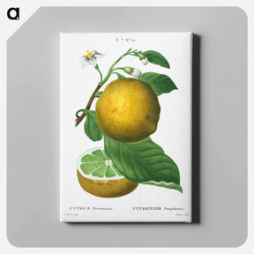 アートパネル-Grapefruit, Citrus decumana - ピエール ジョゼフ ルドゥーテ Canvas.