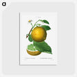 アートポストカード-Grapefruit, Citrus decumana - ピエール ジョゼフ ルドゥーテ Postcard.