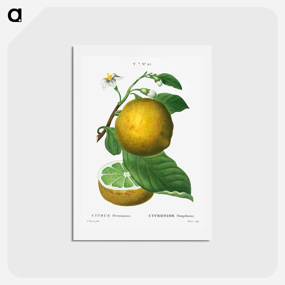 アートポストカード-Grapefruit, Citrus decumana - ピエール ジョゼフ ルドゥーテ Postcard.