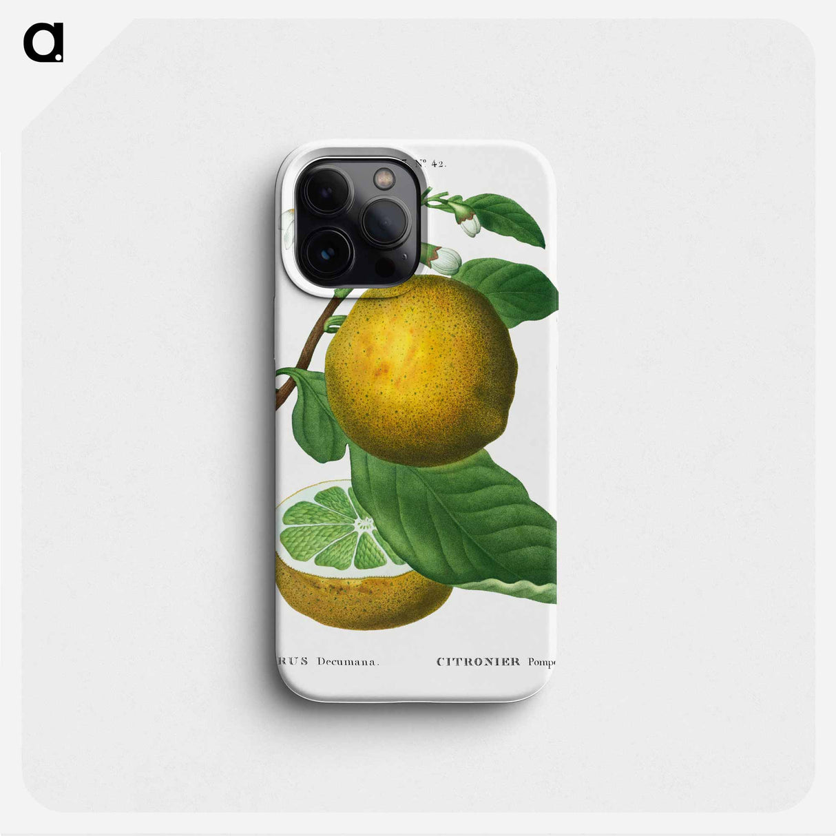 Grapefruit, Citrus decumana - Pierre Joseph Redouté Phone Case.