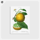 アートポストカード-Grapefruit, Citrus decumana - ピエール ジョゼフ ルドゥーテ Postcard.