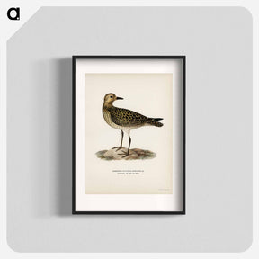 アートポスター-European Golden-Plover
 - スヴェンスカ フォグラル Poster.