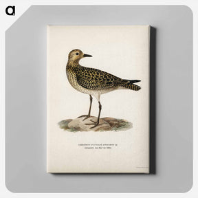 アートパネル-European Golden-Plover
 - スヴェンスカ フォグラル Canvas.
