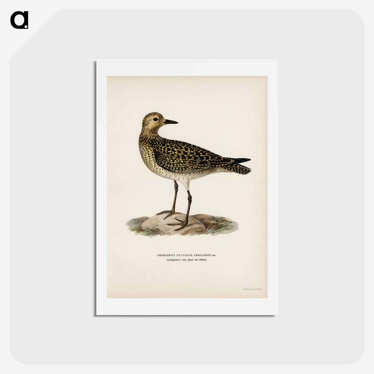 アートポストカード-European Golden-Plover
 - スヴェンスカ フォグラル Postcard.