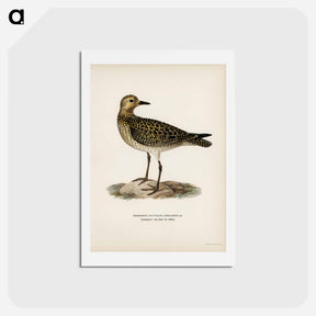 アートポストカード-European Golden-Plover
 - スヴェンスカ フォグラル Postcard.