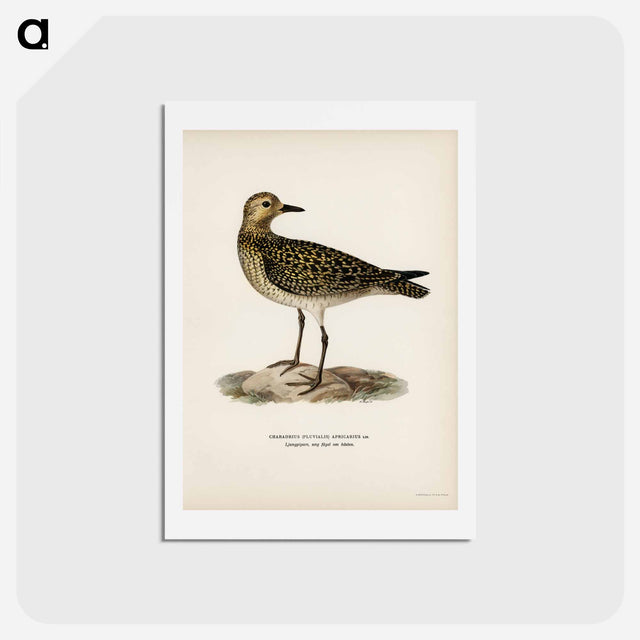 アートポストカード-European Golden-Plover
 - スヴェンスカ フォグラル Postcard.