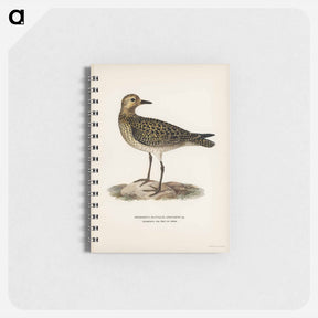アートメモ帳-European Golden-Plover
 - スヴェンスカ フォグラル Memo.