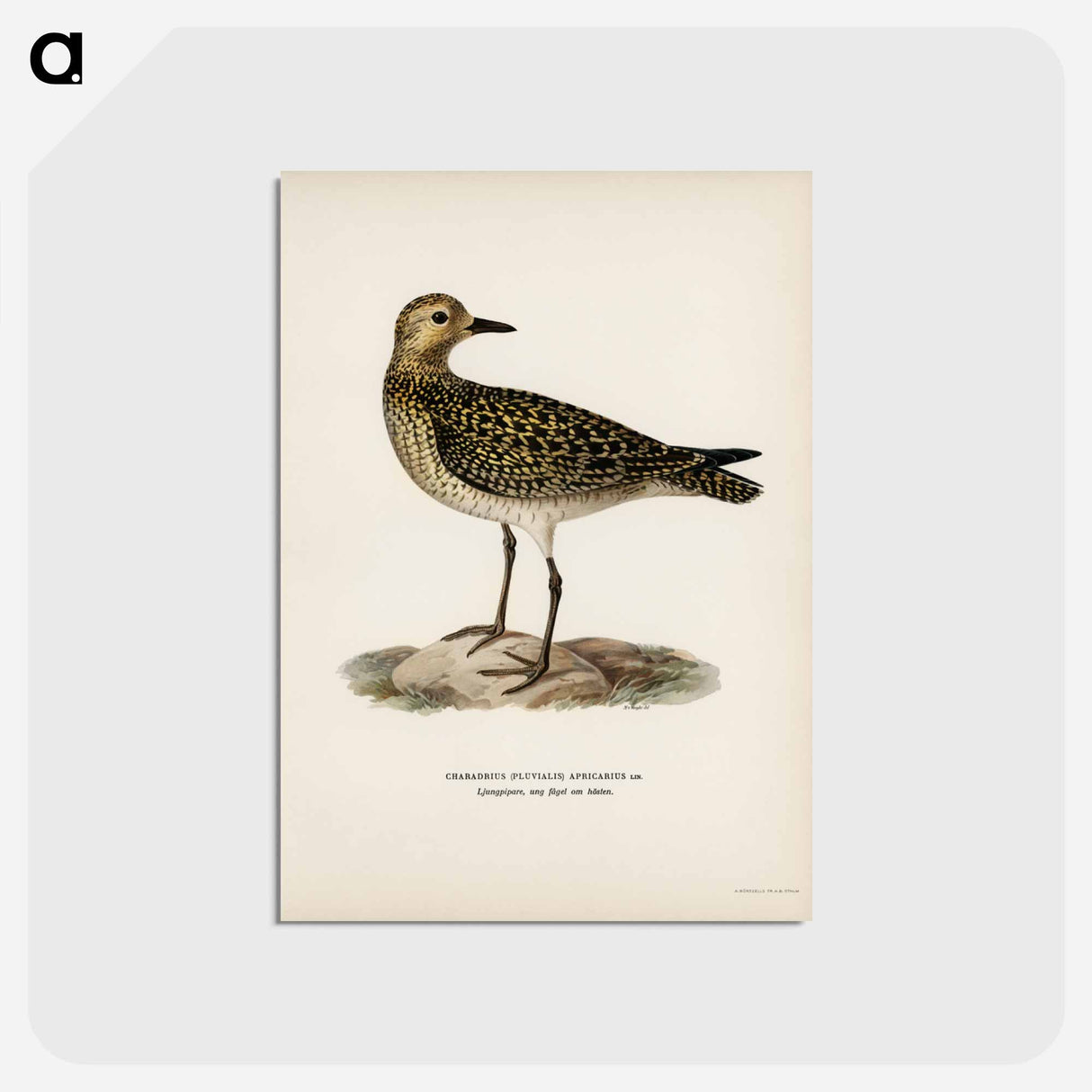 アートポストカード-European Golden-Plover
 - スヴェンスカ フォグラル Postcard.