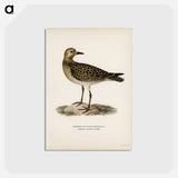 アートポストカード-European Golden-Plover
 - スヴェンスカ フォグラル Postcard.