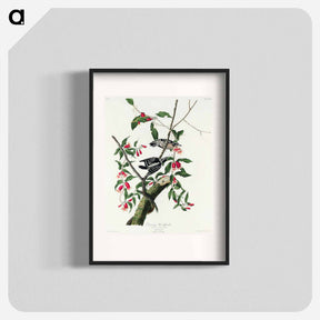アートポスター-Downy Woodpecker from Birds of America
 - アメリカの鳥たち Poster.