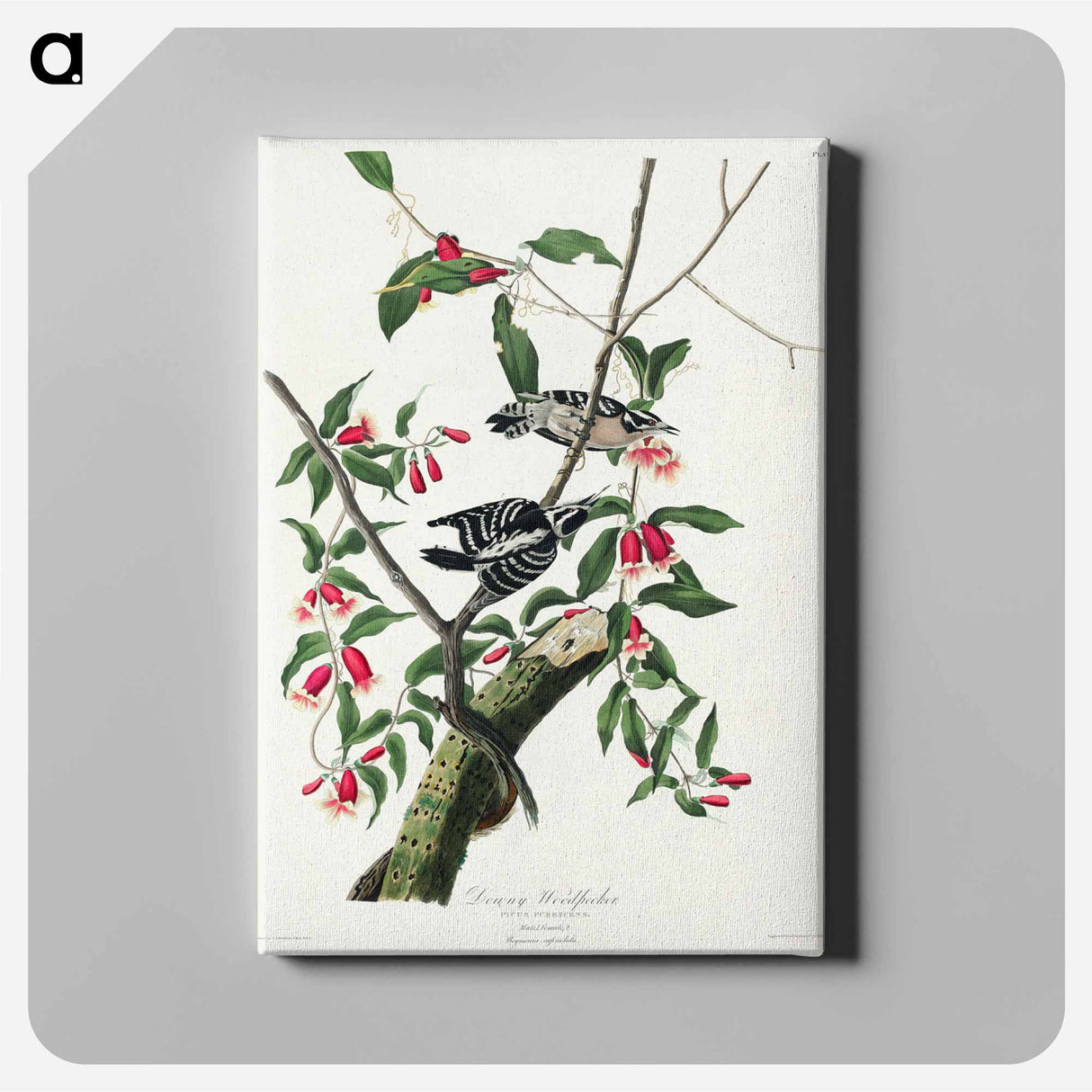 アートパネル-Downy Woodpecker from Birds of America
 - アメリカの鳥たち Canvas.