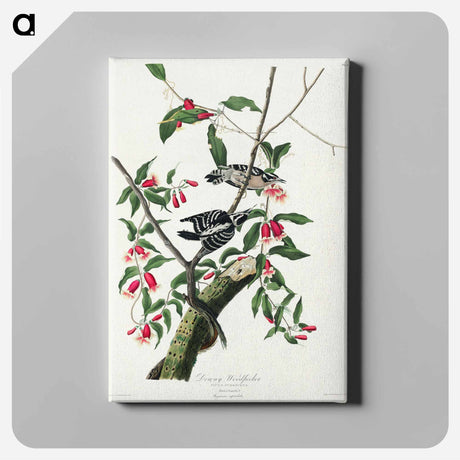 アートパネル-Downy Woodpecker from Birds of America
 - アメリカの鳥たち Canvas.