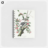 アートメモ帳-Downy Woodpecker from Birds of America
 - アメリカの鳥たち Memo.