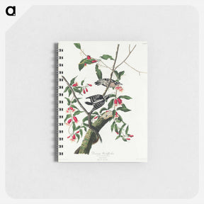 アートメモ帳-Downy Woodpecker from Birds of America
 - アメリカの鳥たち Memo.