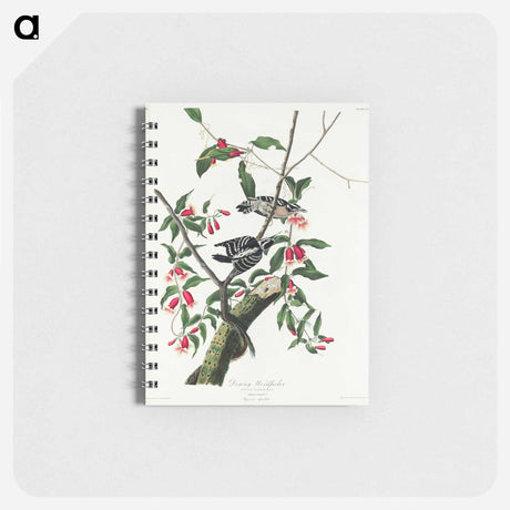 アートメモ帳-Downy Woodpecker from Birds of America
 - アメリカの鳥たち Memo.