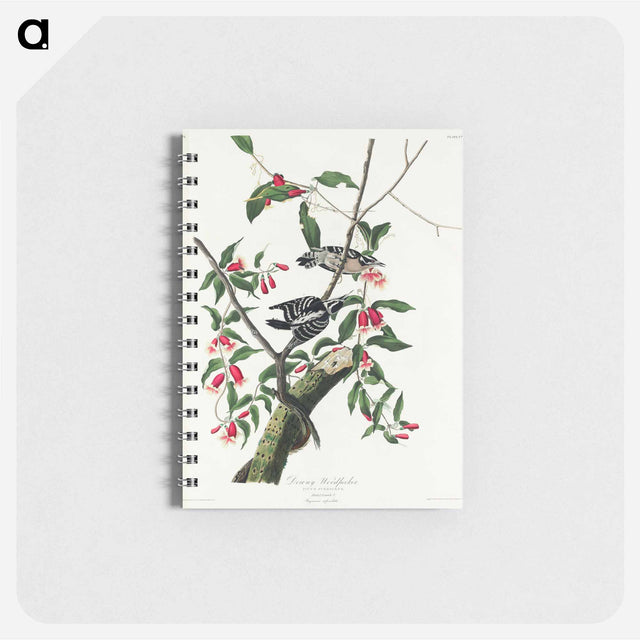 アートメモ帳-Downy Woodpecker from Birds of America
 - アメリカの鳥たち Memo.