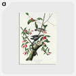 アートポストカード-Downy Woodpecker from Birds of America
 - アメリカの鳥たち Postcard.