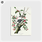 アートポストカード-Downy Woodpecker from Birds of America
 - アメリカの鳥たち Postcard.