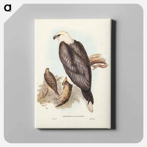 アートパネル-White-bellied Sea Eagle
 - オーストラリアの鳥 Canvas.