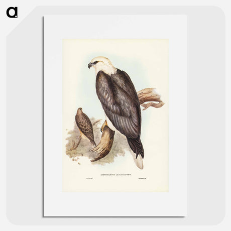 アートポスター-White-bellied Sea Eagle
- オーストラリアの鳥 Poster.
