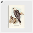 アートポストカード-White-bellied Sea Eagle
 - オーストラリアの鳥 Postcard.