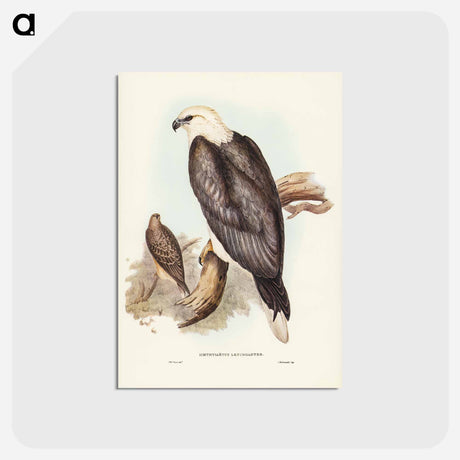 アートポストカード-White-bellied Sea Eagle
 - オーストラリアの鳥 Postcard.